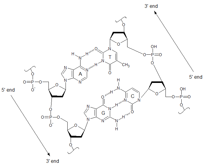 DNA_structure