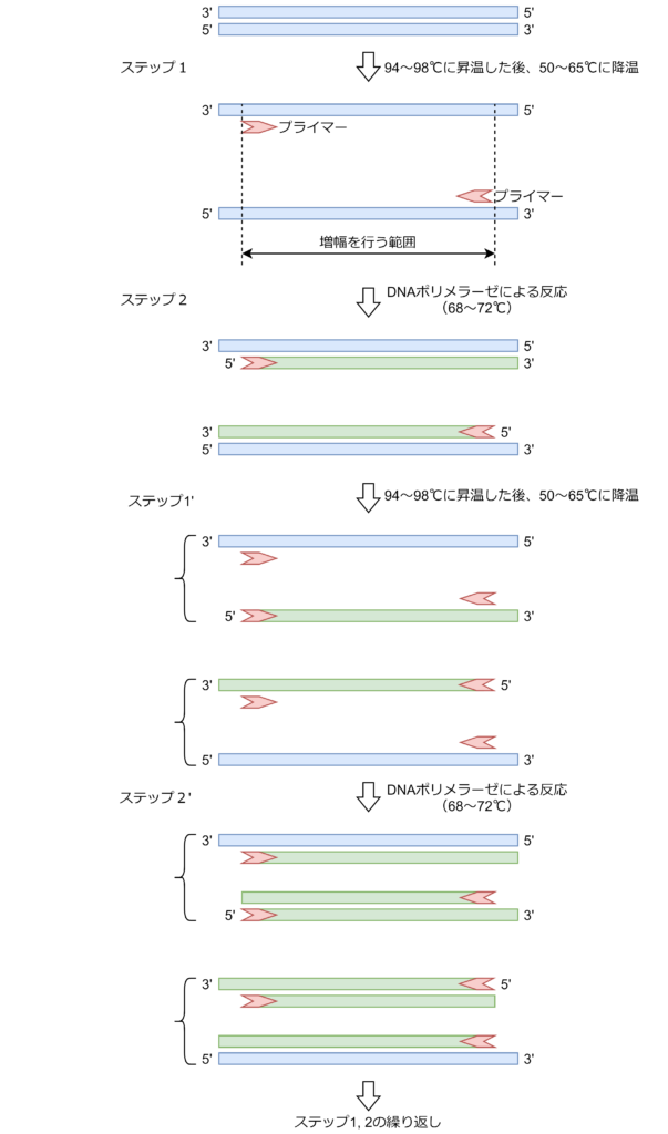 Pcrによるdnaの増幅 ステムブログ